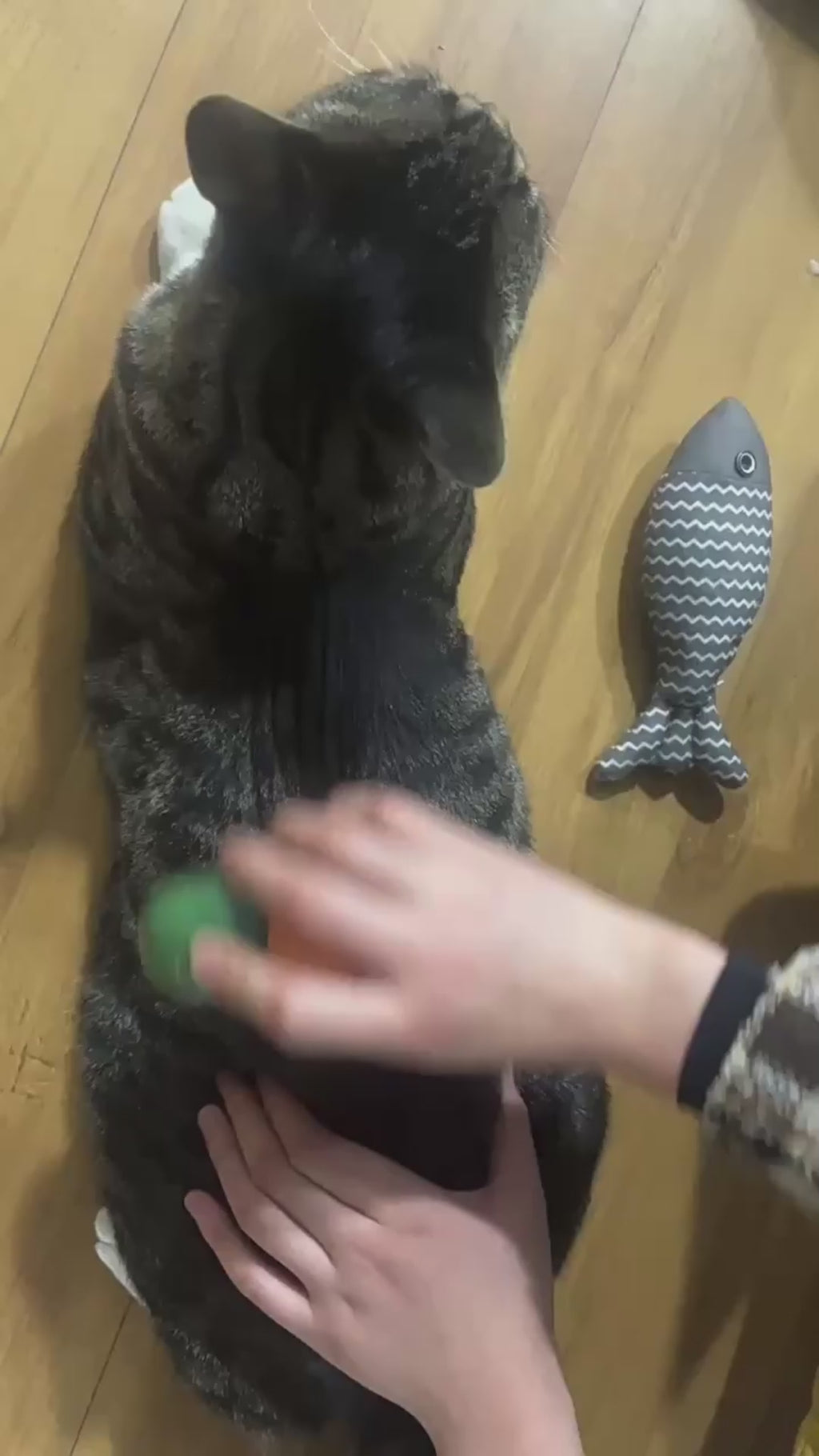 Steamy Self-Cleaning Cat Brush – Avocado-Shaped Electric Grooming Tool