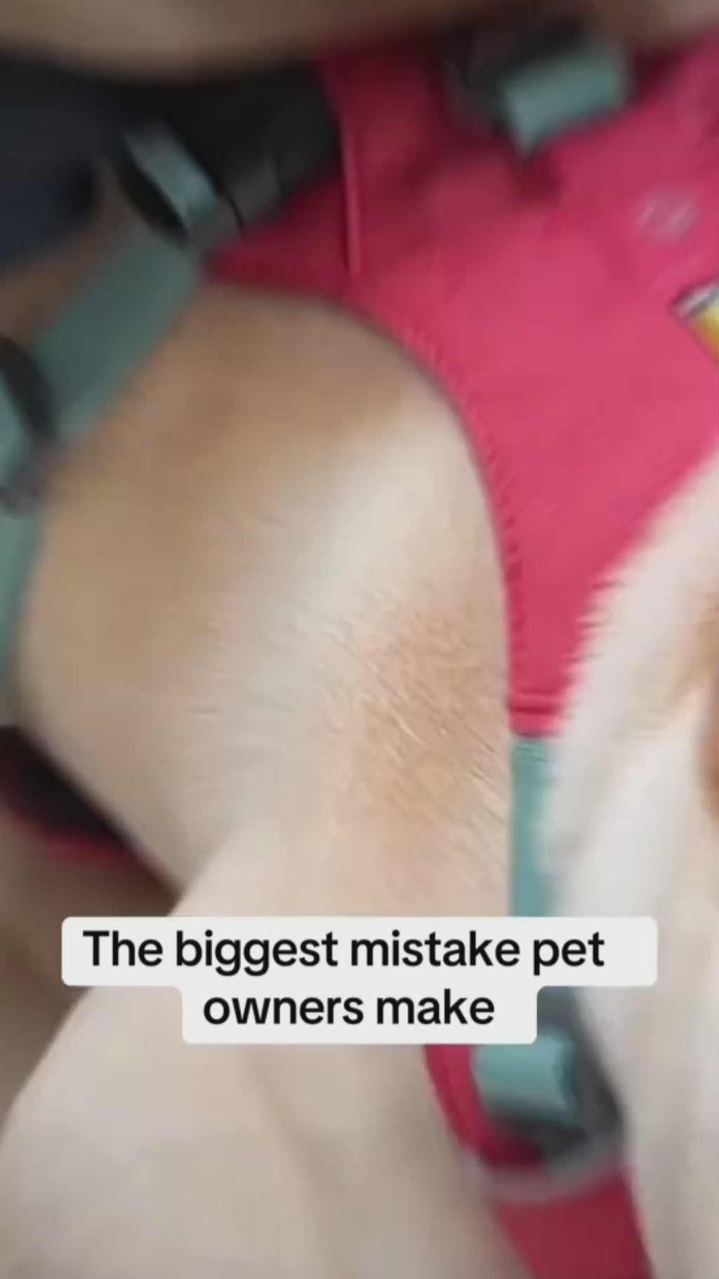 Adjustable pet car seat belt in use