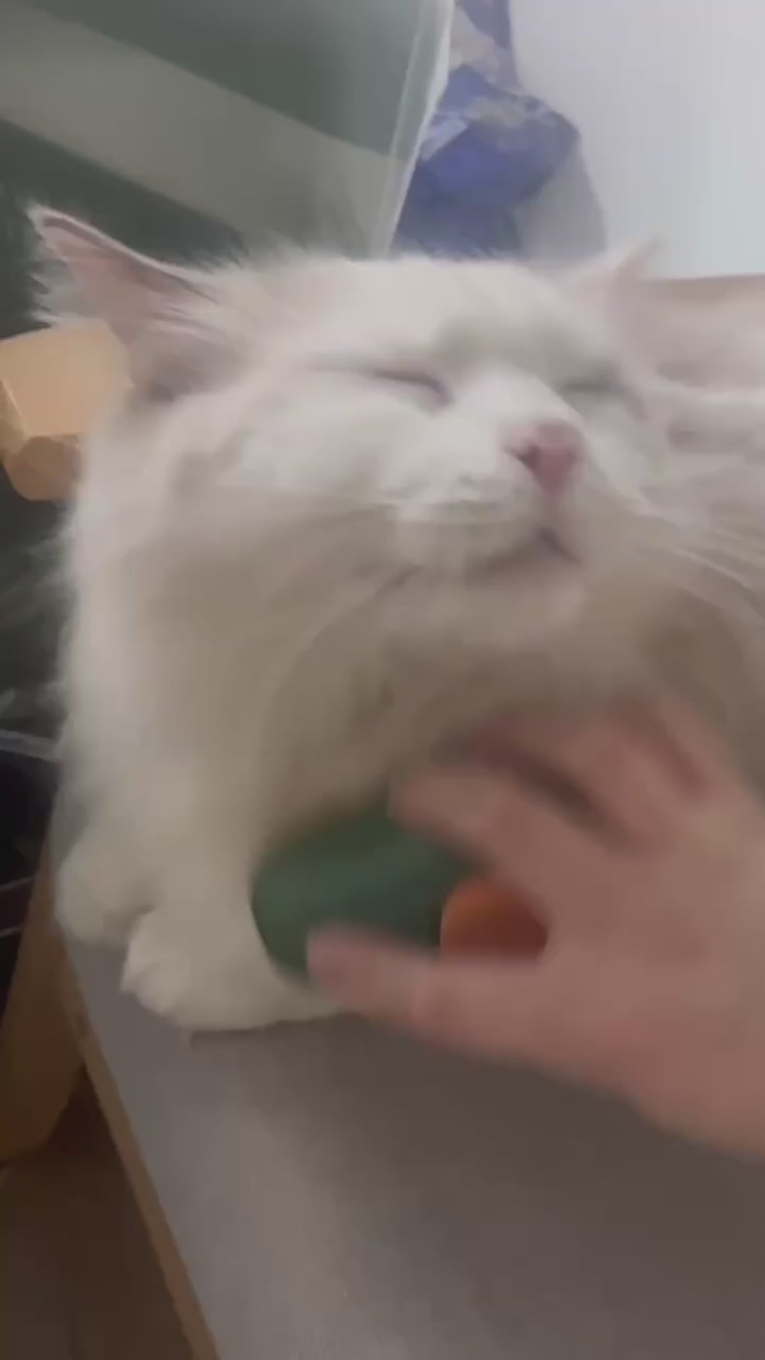 Steamy Self-Cleaning Cat Brush – Avocado-Shaped Electric Grooming Tool