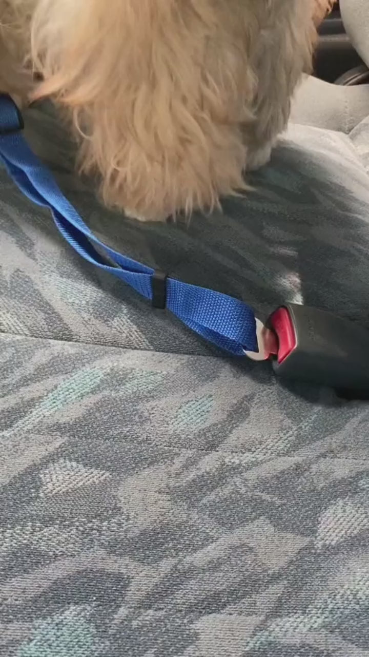 Adjustable pet car seat belt in use