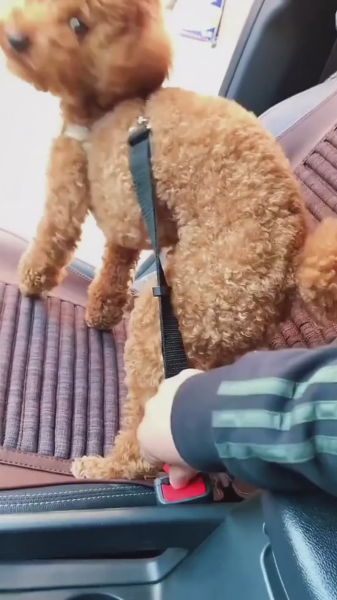 Adjustable pet car seat belt in use