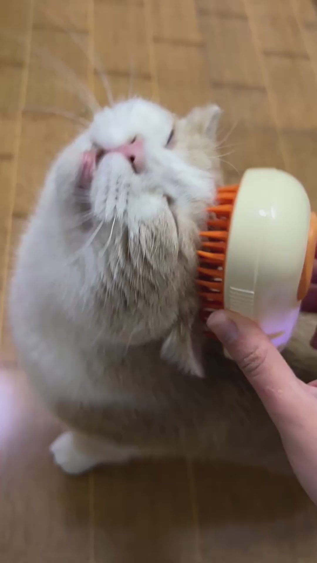 Steamy Self-Cleaning Cat Brush – Avocado-Shaped Electric Grooming Tool