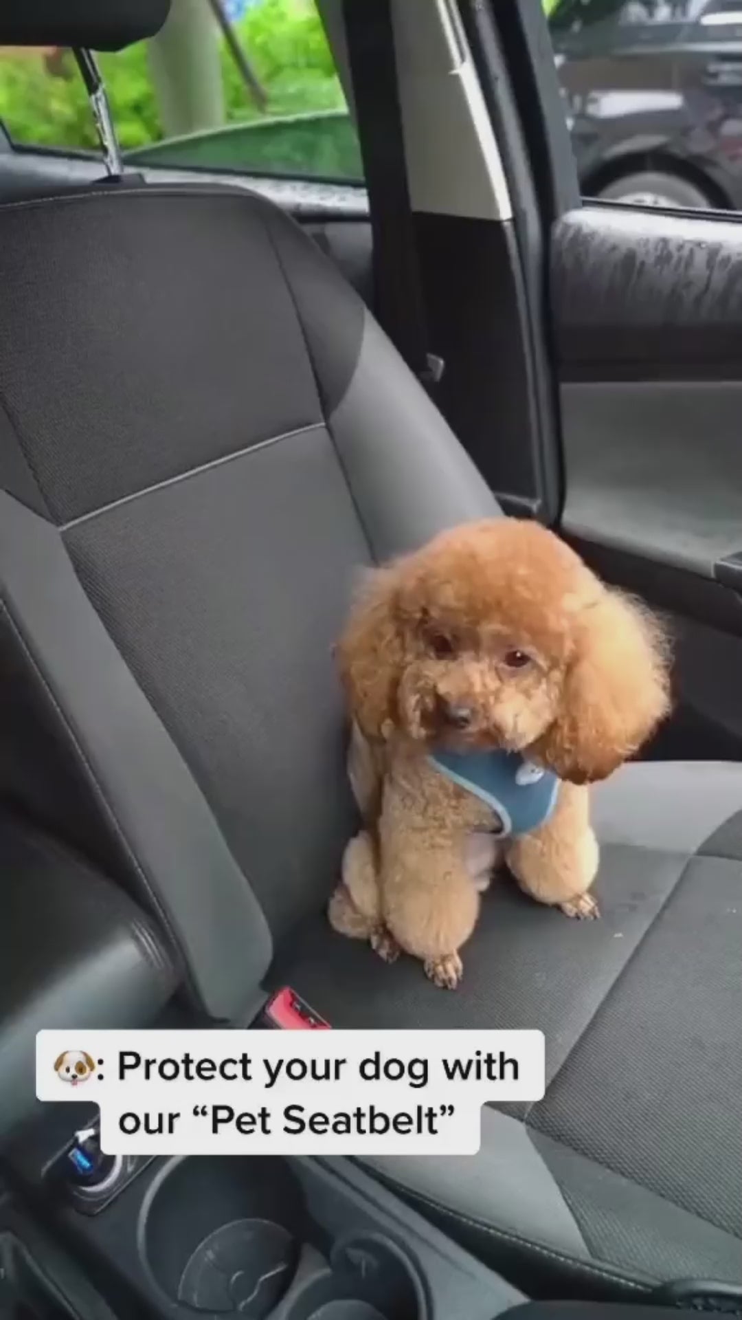 Adjustable pet car seat belt in use
